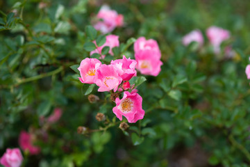 ピンク色のばら「ビンゴメイディランド」の花