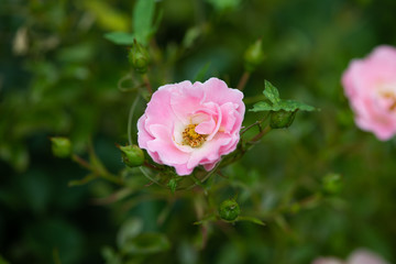 Obraz na płótnie Canvas ピンク色のばら「サマーモルゲン」の花