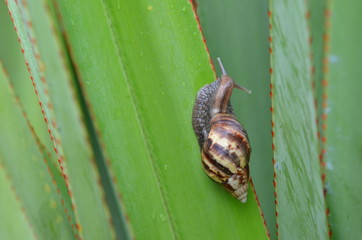 Courpa,  cannibal snail (Escargot cannibale) Idian Ocean