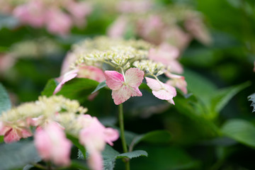 ピンク色のあじさいの花のアップ