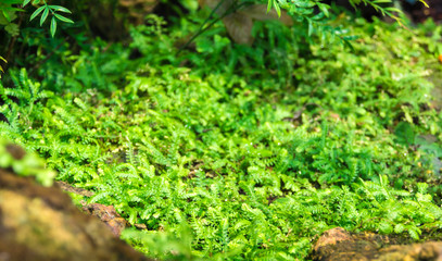 Freshness small fern leaves with moss and algae in the tropical garden