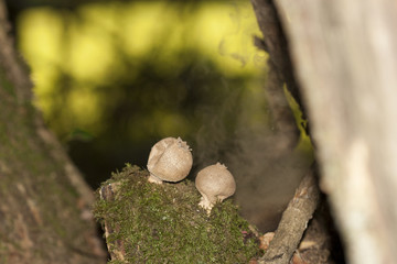 Vesse de loup expulsant ses spores en sous bois