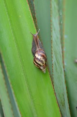 Escargot cannibale dit Courpa