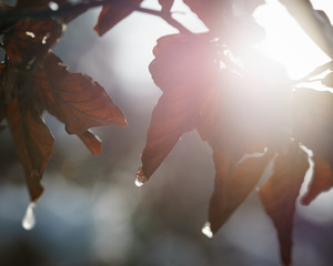 Jesienny liść przy zachodzie słońca - 209230994