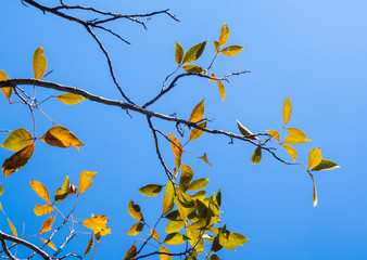 Bright leaves on blue sky and sunlight background