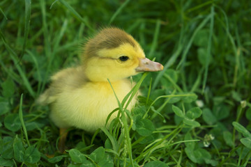two small ducklings outdoor in on green grass