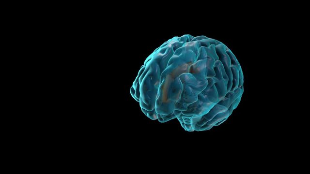 BRAIN-Cingulate cortex
Human Brain Atlas