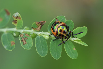 The beetle on green leave and blurred nature background, Green beetle, Ladybug