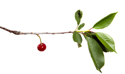 Cherry tree branch with red cherry berries and green foliage on a white isolated background.