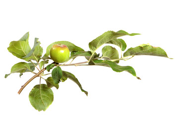 branch of an apple tree with fruits and green foliage