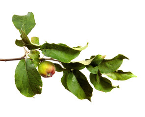 branch of an apple tree with fruits and green foliage