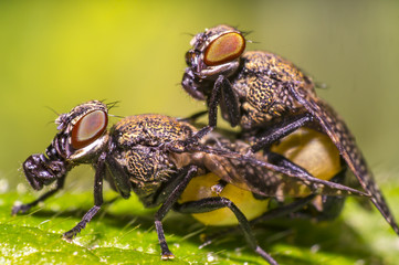 small gas mask fly in mating on green leaf in fresh season nature