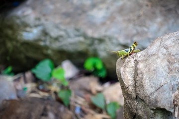Green grasshopper is on a rock