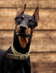 dog looking at a wooden background