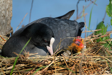 Coot on nest with chicks on farmyard pond.
