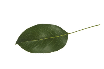 green leaf isolated on white background