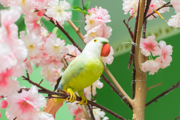 Fake flowers and fake birds are used to decorate the beauty of the place.