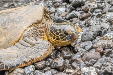 Green Sea Turtle Resting on Rocks