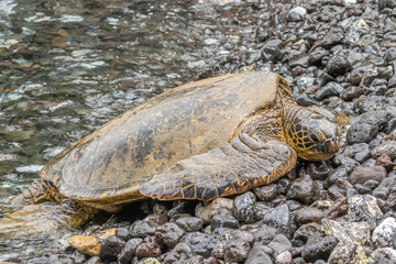 Green Sea Turtle Resting on Rocks