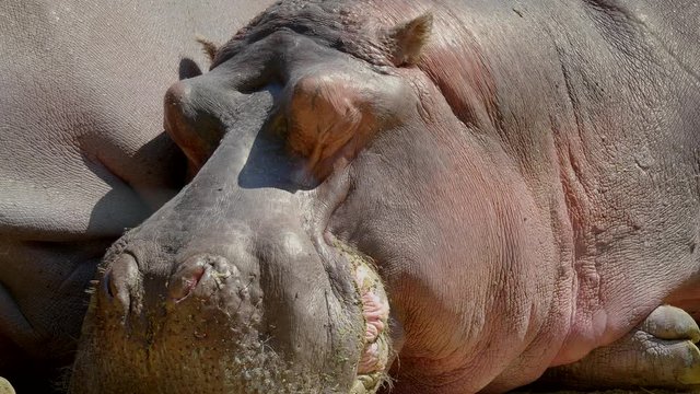 A huge hippo sleeping in the sunshine. Close-up footage.