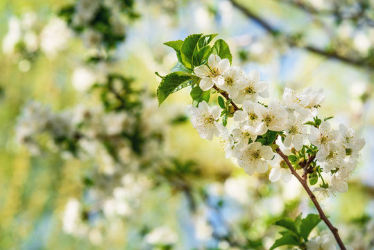 White cherry blossom