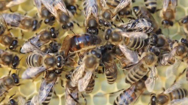 Young Queen bee begins to lay eggs in the honeycomb