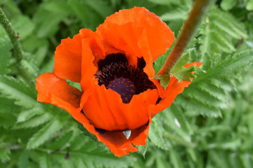 close-up of a bright scarlet poppy flower blooming in the garden on a summer day, on a soft blurry...