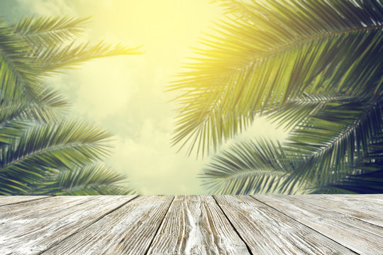 table background of free space and mood landscape of palms 