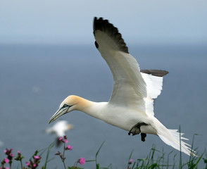 Gannets at high chalk cliff breeding area in east5 Yorkshire, UK.