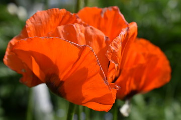 close-up of a bright scarlet poppy flower blooming in the garden on a summer day, on a soft blurry...