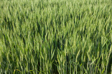 close up on green wheat ears on late spring
