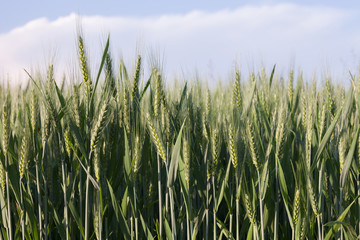 Obraz premium close up on green wheat ears on late spring