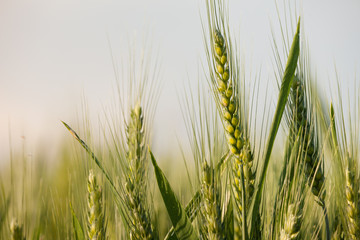 close up on green wheat ears on late spring