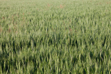 close up on green wheat ears on late spring