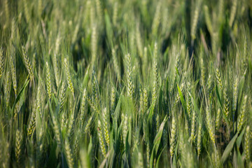 close up on green wheat ears on late spring