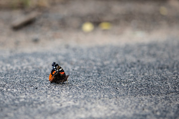 Motyl na drodze © Konrad