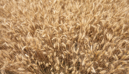 close up on ripe wheat ears on reaping time