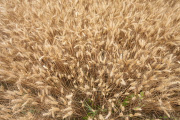 close up on ripe wheat ears on reaping time