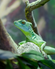 Basiliscus, Basiliscus plumifrons, Plumed basilisk, green reptile sitting on a branch