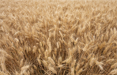 close up on ripe wheat ears on reaping time