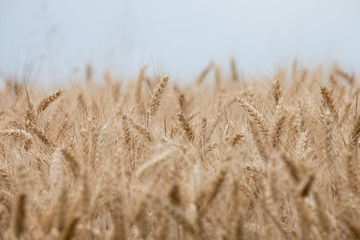 Fototapeta premium close up on ripe wheat ears on reaping time
