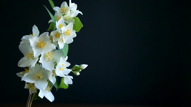 blossoming jasmine flowers
