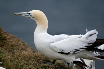 Gannets at high chalk cliff breeding area in east5 Yorkshire, UK.