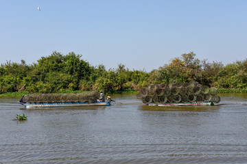 Boat navigating a tributary river to the Tonle Sap lake