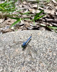 Blue male, Eastern Pondhawk, dragonfly