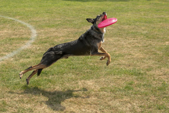 Reu vangt de roze frisbee.