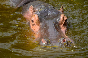 Flusspferd; Nilpferd; Hippopotamus amphibius;