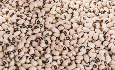 Black eye bean - Vigna unguiculata