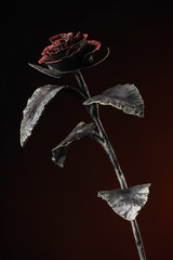 The fine rose with a red blossom in light on the dark-red background.