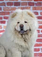 Chow chow portrait. Image taken in a studio with red brick wall as a background 